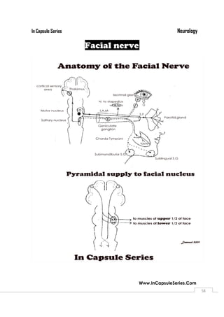 In Capsule Series
Www.InCapsuleSeries.Com
Facial nerve
Neurology
Www.InCapsuleSeries.Com
5858
 