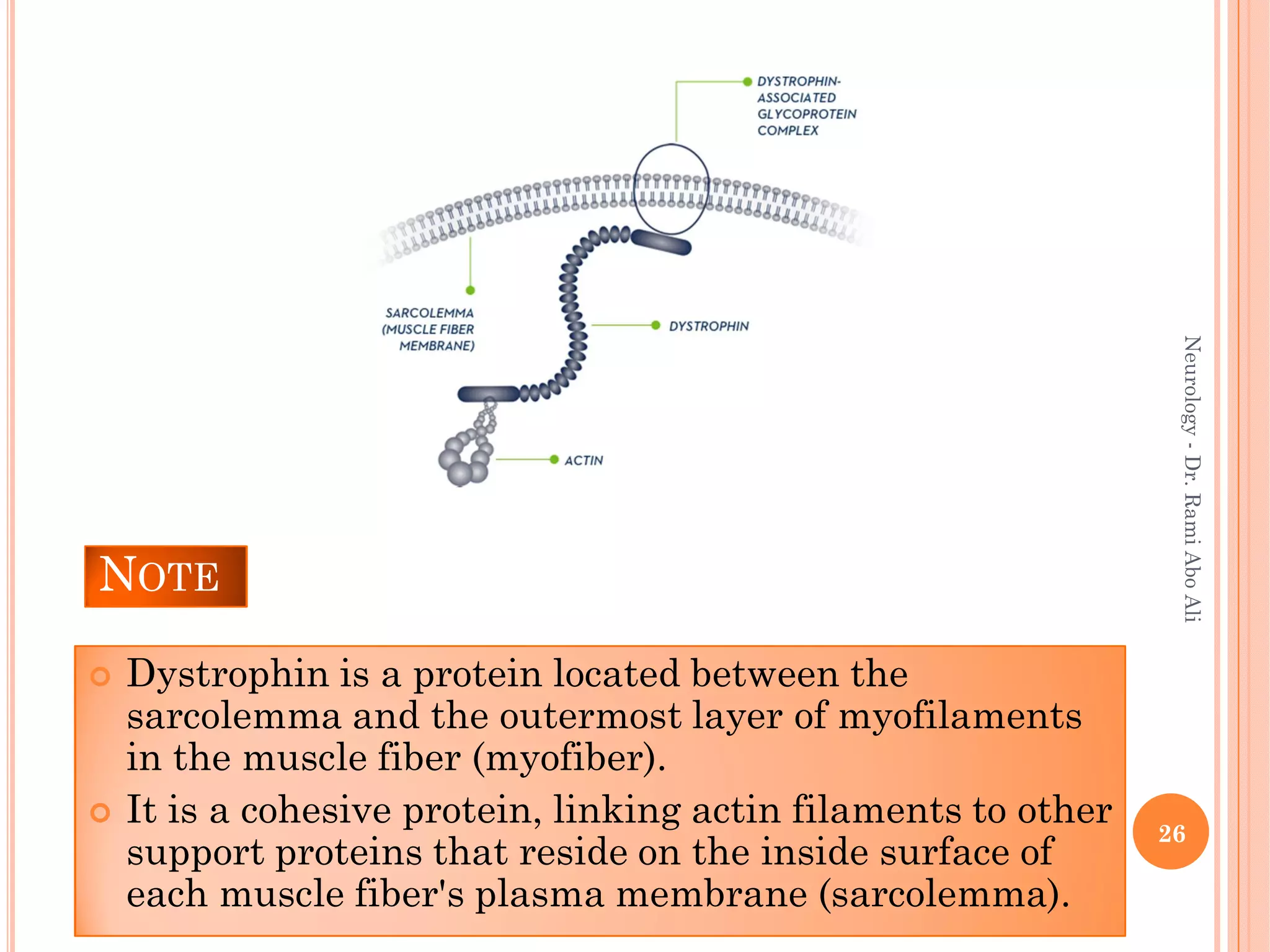 Neurology 14th diseases of the neuromuscular junction and myopathies | PDF