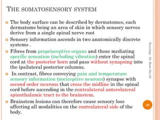Neurology 1st clinical examination of the nervous system | PDF