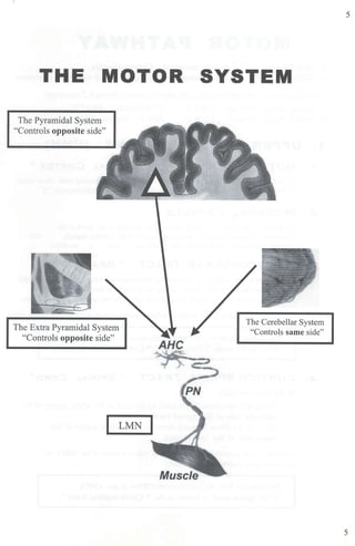 THE MOTOR
The Pyramidal System
"Controls opposite side"
The Extra Pyramidal System
"Controls opposite side"
I LMN
AHC
SYSTEM
The Cerebellar System
"Controls same side"
5
5
 