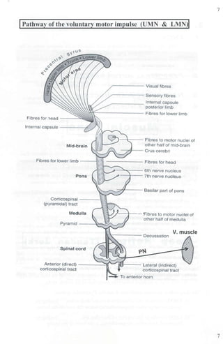 I Pathway of the voluntary motor impulse (UMN & LMN)I
, - - - - - - Visual fibres
Sensory fibres
Internal capsule
posterior hmb
~'c'--------- F bres for lower limb
Internal capsule
- - - Fibres to motor nuclei of
Mid-brain other half or mid-brain
Crus cerebri
Fibres for lower imb
,,___ ____ 6th nerve nucleus
Pons - - - - 7th nerve nucleus
Corticospinal ----w,
(pyramidal) tract
Medulla - - -- 'Fibres to motor nuclei of
other half of medulla
V. muscle
Spinal cord
Antenor (direct) ______::::rr•........-
cort,cospinal tract
- --- Lateral {indirect)
corticospinal tract
-.. To anterior hom
7
7
 