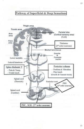 IPathway of Superficial & Deep Sensationsl
Arm
area
Face
area
Thigh area
Parietal lobe
{Cortical sensory area)
(1,2,3)
Thalamus
(3rd order neurone)
' ·
~ - - - - Medial lemnlscus
Lower medulla
Lateral lemniscus
Spino-thalamic T
- Pain & Temp.
- Crude touch
Spinal cord
(Thoracic)
Spinal cord
(Lumbar)
t
PHC, SGR (2nd order neurone)
Gracile
&
Cuneate
nuclei
Posterior column
- Position & Vibration
- Fine touch
(Gracile & Cuneate tracts)
13
13
 