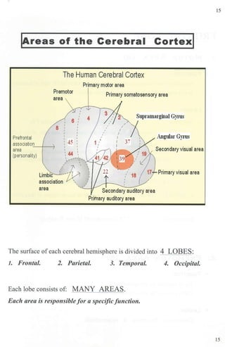 jAreas of the Cerebral Cortexl
The Human Cerebral Cortex
Primary motor area
Premotor
Primary somatosensory area
4 Supramarginal Gyn1s
Prefrontal
association
I
I f ,C:
I -f~l I
--- I 1
area
(personality)
' 1
~ 44 ~
 ,, ...,_,...,._
, ,... 1 '
, I .,._,.__,,.
Limbic .~~,,J; ~'
association K' I
Angular Gy111s
Secondary visual area
17 Primary visual area
I
area
,"'-..,
Secondary auditory area
Pr,imary auditory area
The surface of each cerebral hemisphere is divided into 4 LOBES:
1. Frontal. 2. Parietal. 3. Temporal.
Each lobe consists of: MANY AREAS.
Each area is responsible for a specificfunction.
4. Occipital.
15
15
 