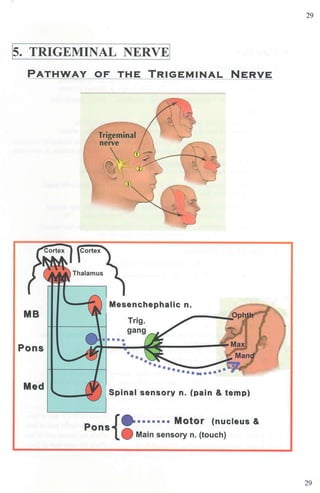 I
s
. TRIGEMINAL NERVE!
PATHWAY OF THE TRIGEMINAL NERVE
MB
Pons
Med
Trigeminal
nerve

Cortex
Thalamus
Mesenchephalic n.
Spinal sensory n. (pain & temp)
{
- - ■ ■ ■ ■ ■ ■ • Motor (nucleus &
Pons A
v Main sensory n. (touch)
29
29
 