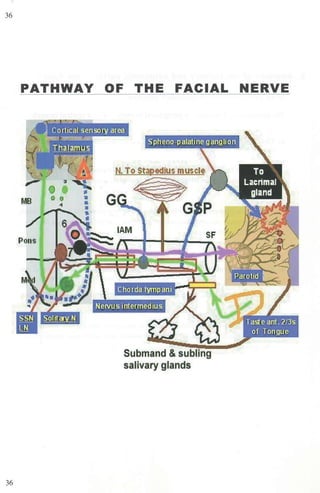 36
36
PATHWAY OF THE FACIAL NERVE
MB
Pons
Submand & subling
salivary glands
 