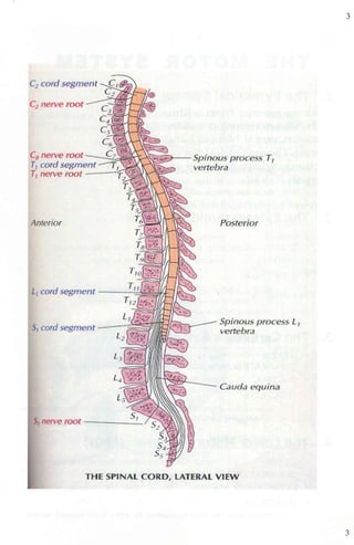 C2 cord segment
C. nerve root
Anterior
S, cord segn1ent
~a..-"r' )..r-:~ ;;:.__ Spinous process T 1
vertebra
Posterior
Spinous process 1..1
vertebra
Cavda equ;na
51nerve root - -----
THE SPlNAL CORD, LATERAL VIEW
3
3
 