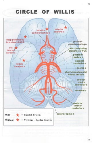 CIRCLE OF
*
middle /
cerebral a
With *= Carotid System
Without *= Vertebro - Basilar System
WILLIS
posterior
ommunicating a
deep penetrating
branches of PCA
~ superior
--- cerebellar a
basilar a
- short circumferential
basilar vessels
anterior
inferior
cerebellar a
posterior
inferior
cerebellar a
anterior spinal a
75
75
 