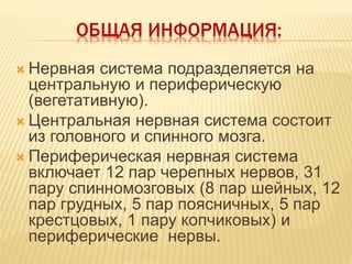 ОБЩАЯ ИНФОРМАЦИЯ:
 Нервная система подразделяется на
центральную и периферическую
(вегетативную).
 Центральная нервная система состоит
из головного и спинного мозга.
 Периферическая нервная система
включает 12 пар черепных нервов, 31
пару спинномозговых (8 пар шейных, 12
пар грудных, 5 пар поясничных, 5 пар
крестцовых, 1 пару копчиковых) и
периферические нервы.
 