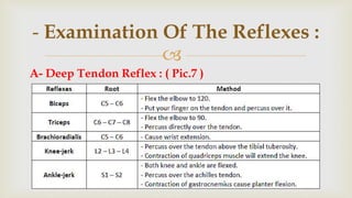 
A- Deep Tendon Reflex : ( Pic.7 )
- Examination Of The Reflexes :
 