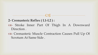 
2- Cremasteric Reflex ( L1-L2 ) :
- Stroke Inner Part Of Thigh In A Downward
Direction .
- Cremasteric Muscle Contraction Causes Pull Up Of
Scrotum At Same Side .
 