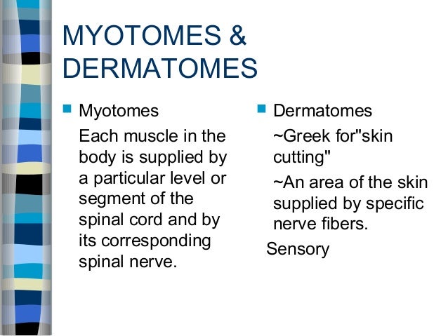 myotomes and dermatomes rome fontanacountryinn com myotomes and dermatomes