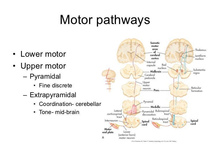 Pyramidal Signs Neurology _ Neuroanatomy, Upper Motor Nerve Signs – SEYDNW