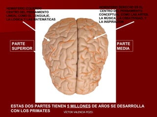 HEMISFERIO IZQUERDO CENTRO DEL PENSAMIENTO LINEAL COMO EL LENGUAJE, LA LÓGICA Y LAS MATEMÁTICAS HEMISFERIO DERECHO ES EL CENTRO DEL PENSAMIENTO CONCEPTUAL COMO LAS ARTES, LA MÚSICA, LA CREATIVIDAD, Y  LA INSPIRACION ESTAS DOS PARTES TIENEN  5 MILLONES  DE AÑOS SE DESARROLLA CON LOS PRIMATES PARTE  SUPERIOR PARTE  MEDIA 