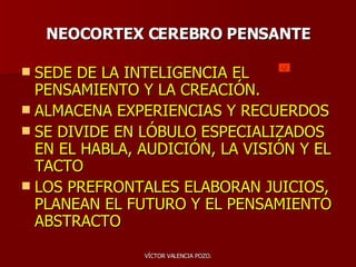 NEOCORTEX CEREBRO PENSANTE SEDE DE LA INTELIGENCIA EL PENSAMIENTO Y LA CREACIÓN. ALMACENA EXPERIENCIAS Y RECUERDOS SE DIVIDE EN LÓBULO ESPECIALIZADOS EN EL HABLA, AUDICIÓN, LA VISIÓN Y EL TACTO LOS PREFRONTALES ELABORAN JUICIOS, PLANEAN EL FUTURO Y EL PENSAMIENTO ABSTRACTO 