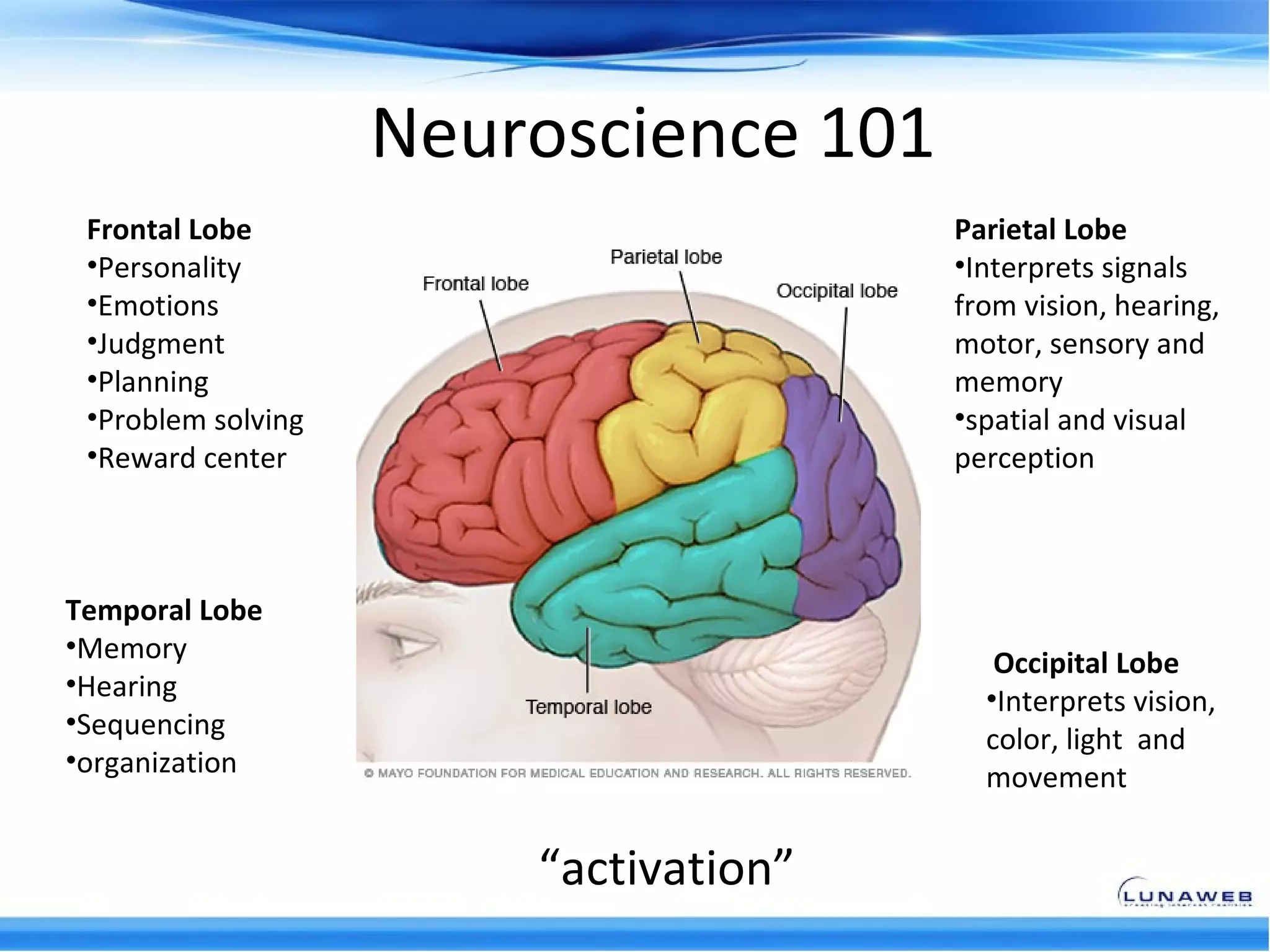 Neuroscience 101
 Frontal Lobe                          Parietal Lobe
 •Personality                          •Interprets signals
 •Emotions                             from vision, hearing,
 •Judgment                             motor, sensory and
 •Planning                             memory
 •Problem solving                      •spatial and visual
 •Reward center                        perception



Temporal Lobe
•Memory
                                          Occipital Lobe
•Hearing                                 •Interprets vision,
•Sequencing
                                         color, light and
•organization
                                         movement


                        “activation”
 