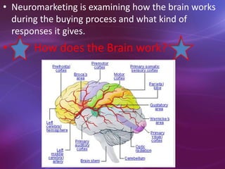 • Neuromarketing is examining how the brain works
during the buying process and what kind of
responses it gives.
• How does the Brain work?
 