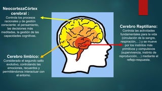 Cerebro Reptiliano:
Controla las actividades
fundamentales para la vida
(circulación de la sangre,
respiración,…) y se mueve
por los instintos más
primitivos y compulsivos
(supervivencia, instinto de
reproducción,…) mediante el
reflejo-respuesta.
Cerebro límbico:
Considerado el segundo salto
evolutivo, controlando las
emociones, recuerdos y
permitiéndonos interactuar con
el entorno.
NeocortezaCórtex
cerebral :
Controla los procesos
racionales y de gestión
consciente: el pensamiento,
las decisiones más
meditadas, la gestión de las
capacidades cognitivas.
 