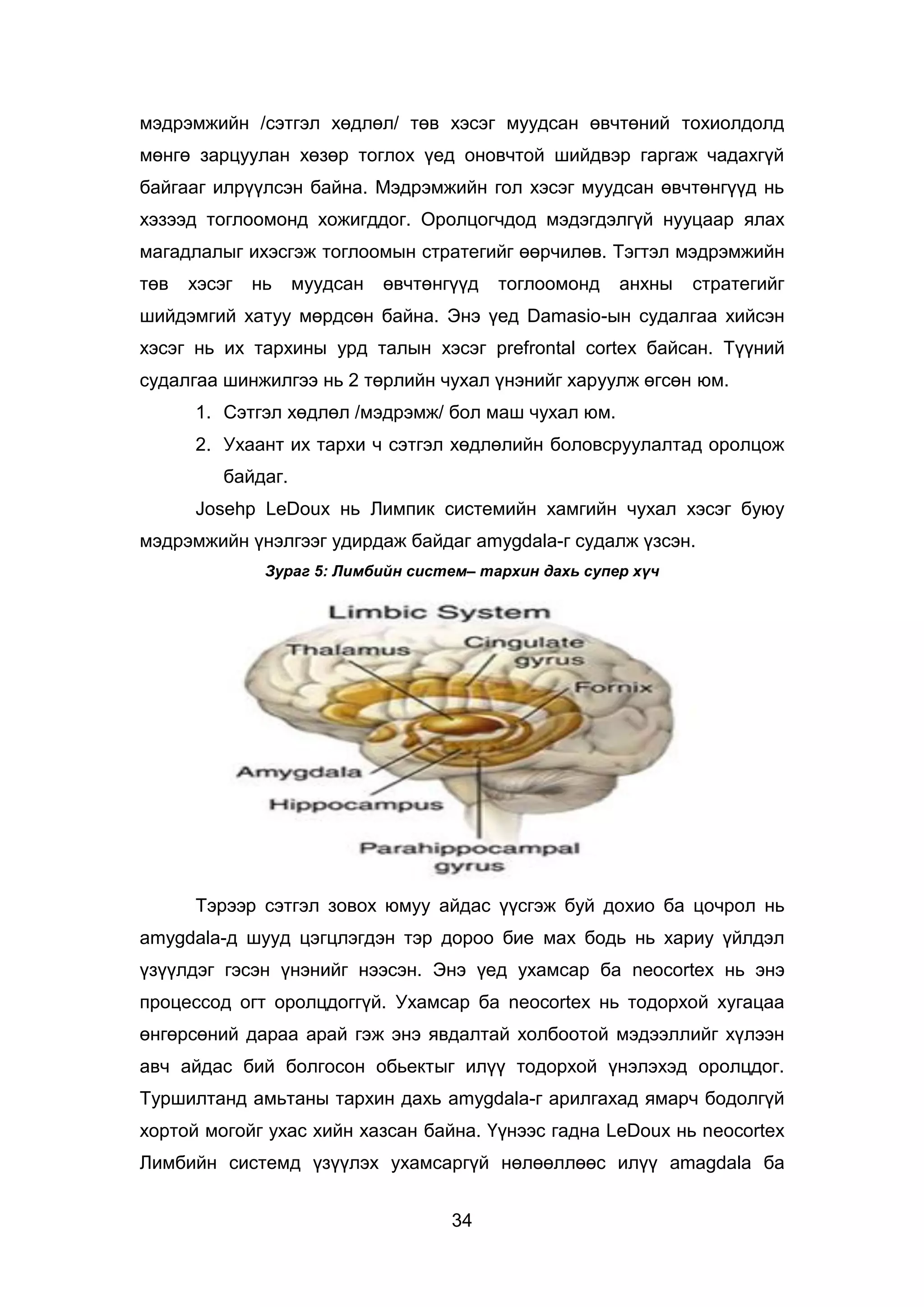 34
мэдрэмжийн /сэтгэл хөдлөл/ төв хэсэг муудсан өвчтөний тохиолдолд
мөнгө зарцуулан хөзөр тоглох үед оновчтой шийдвэр гаргаж чадахгүй
байгааг илрүүлсэн байна. Мэдрэмжийн гол хэсэг муудсан өвчтөнгүүд нь
хэзээд тоглоомонд хожигддог. Оролцогчдод мэдэгдэлгүй нууцаар ялах
магадлалыг ихэсгэж тоглоомын стратегийг өөрчилөв. Тэгтэл мэдрэмжийн
төв хэсэг нь муудсан өвчтөнгүүд тоглоомонд анхны стратегийг
шийдэмгий хатуу мөрдсөн байна. Энэ үед Damasio-ын судалгаа хийсэн
хэсэг нь их тархины урд талын хэсэг prefrontal cortex байсан. Түүний
судалгаа шинжилгээ нь 2 төрлийн чухал үнэнийг харуулж өгсөн юм.
1. Сэтгэл хөдлөл /мэдрэмж/ бол маш чухал юм.
2. Ухаант их тархи ч сэтгэл хөдлөлийн боловсруулалтад оролцож
байдаг.
Josehp LeDoux нь Лимпик системийн хамгийн чухал хэсэг буюу
мэдрэмжийн үнэлгээг удирдаж байдаг amygdala-г судалж үзсэн.
Зураг 5: Лимбийн систем– тархин дахь супер хүч
Тэрээр сэтгэл зовох юмуу айдас үүсгэж буй дохио ба цочрол нь
amygdala-д шууд цэгцлэгдэн тэр дороо бие мах бодь нь хариу үйлдэл
үзүүлдэг гэсэн үнэнийг нээсэн. Энэ үед ухамсар ба neocortex нь энэ
процессод огт оролцдоггүй. Ухамсар ба neocortex нь тодорхой хугацаа
өнгөрсөний дараа арай гэж энэ явдалтай холбоотой мэдээллийг хүлээн
авч айдас бий болгосон обьектыг илүү тодорхой үнэлэхэд оролцдог.
Туршилтанд амьтаны тархин дахь amygdala-г арилгахад ямарч бодолгүй
хортой могойг ухас хийн хазсан байна. Үүнээс гадна LeDoux нь neocortex
Лимбийн системд үзүүлэх ухамсаргүй нөлөөллөөс илүү amagdala ба
 