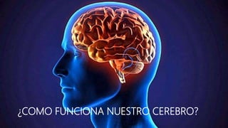 ¿COMO FUNCIONA NUESTRO CEREBRO?
 