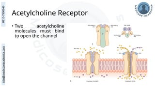 Acetylcholine Receptor
• Two acetylcholine
molecules must bind
to open the channel
 