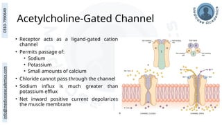 Acetylcholine-Gated Channel
• Receptor acts as a ligand-gated cation
channel
• Permits passage of:
• Sodium
• Potassium
• Small amounts of calcium
• Chloride cannot pass through the channel
• Sodium influx is much greater than
potassium efflux
• Net inward positive current depolarizes
the muscle membrane
 