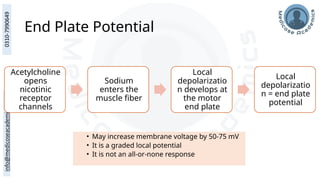 End Plate Potential
• May increase membrane voltage by 50-75 mV
• It is a graded local potential
• It is not an all-or-none response
Acetylcholine
opens
nicotinic
receptor
channels
Sodium
enters the
muscle fiber
Local
depolarizatio
n develops at
the motor
end plate
Local
depolarizatio
n = end plate
potential
 