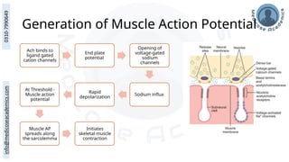 Generation of Muscle Action Potential
Ach binds to
ligand gated
cation channels
End plate
potential
Opening of
voltage-gated
sodium
channels
Sodium influx
Rapid
depolarization
At Threshold -
Muscle action
potential
Muscle AP
spreads along
the sarcolemma
Initiates
skeletal muscle
contraction
 