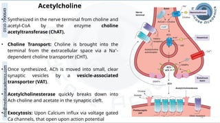 14
Acetylcholine
• Synthesized in the nerve terminal from choline and
acetyl-CoA by the enzyme choline
acetyltransferase (ChAT).
• Choline Transport: Choline is brought into the
terminal from the extracellular space via a Na⁺-
dependent choline transporter (CHT).
• Once synthesized, ACh is moved into small, clear
synaptic vesicles by a vesicle-associated
transporter (VAT).
• Acetylcholinesterase quickly breaks down into
Ach choline and acetate in the synaptic cleft.
• Exocytosis: Upon Calcium influx via voltage gated
Ca channels, that open upon action potential
 