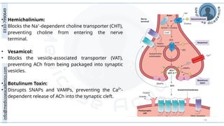 15
• Hemicholinium:
• Blocks the Na⁺-dependent choline transporter (CHT),
preventing choline from entering the nerve
terminal.
• Vesamicol:
• Blocks the vesicle-associated transporter (VAT),
preventing ACh from being packaged into synaptic
vesicles.
• Botulinum Toxin:
• Disrupts SNAPs and VAMPs, preventing the Ca²⁺-
dependent release of ACh into the synaptic cleft.
 