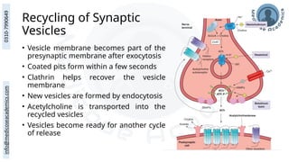 Recycling of Synaptic
Vesicles
• Vesicle membrane becomes part of the
presynaptic membrane after exocytosis
• Coated pits form within a few seconds
• Clathrin helps recover the vesicle
membrane
• New vesicles are formed by endocytosis
• Acetylcholine is transported into the
recycled vesicles
• Vesicles become ready for another cycle
of release
 