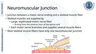 Neuromuscular Junction
• Junction between a motor nerve ending and a skeletal muscle fiber
• Skeletal muscles are supplied by
• Large, myelinated motor nerve fiber
• Arising from the anterior horn of the spinal cord
• Each motor nerve branches and supplies several muscle fibers
• Most skeletal muscle fibers have only one neuromuscular junction
 