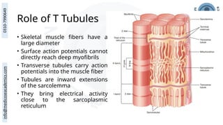 Role of T Tubules
• Skeletal muscle fibers have a
large diameter
• Surface action potentials cannot
directly reach deep myofibrils
• Transverse tubules carry action
potentials into the muscle fiber
• Tubules are inward extensions
of the sarcolemma
• They bring electrical activity
close to the sarcoplasmic
reticulum
 