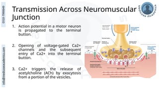 Transmission Across Neuromuscular
Junction
1. Action potential in a motor neuron
is propagated to the terminal
button.
2. Opening of voltage-gated Ca2+
channels and the subsequent
entry of Ca2+ into the terminal
button.
3. Ca2+ triggers the release of
acetylcholine (ACh) by exocytosis
from a portion of the vesicles.
 