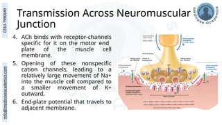 Transmission Across Neuromuscular
Junction
4. ACh binds with receptor-channels
specific for it on the motor end
plate of the muscle cell
membrane.
5. Opening of these nonspecific
cation channels, leading to a
relatively large movement of Na+
into the muscle cell compared to
a smaller movement of K+
outward.
6. End-plate potential that travels to
adjacent membrane.
 