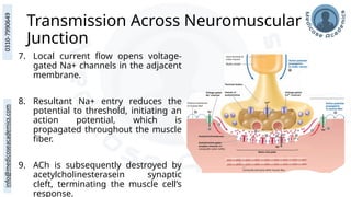 Transmission Across Neuromuscular
Junction
7. Local current flow opens voltage-
gated Na+ channels in the adjacent
membrane.
8. Resultant Na+ entry reduces the
potential to threshold, initiating an
action potential, which is
propagated throughout the muscle
fiber.
9. ACh is subsequently destroyed by
acetylcholinesterasein synaptic
cleft, terminating the muscle cell’s
response.
 