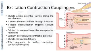 • Muscle action potential travels along the
sarcolemma
• It enters the muscle fiber through T tubules
• T-tubule depolarization triggers calcium
release
• Calcium is released from the sarcoplasmic
reticulum
• Calcium interacts with contractile proteins
• Muscle contraction follows
• This sequence is called excitation-
contraction coupling
Excitation Contraction Coupling
 