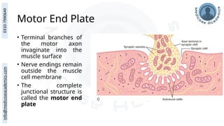Motor End Plate
• Terminal branches of
the motor axon
invaginate into the
muscle surface
• Nerve endings remain
outside the muscle
cell membrane
• The complete
junctional structure is
called the motor end
plate
 