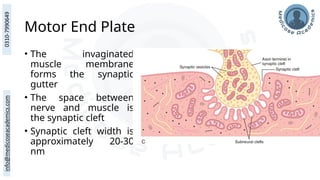 Motor End Plate
• The invaginated
muscle membrane
forms the synaptic
gutter
• The space between
nerve and muscle is
the synaptic cleft
• Synaptic cleft width is
approximately 20-30
nm
 