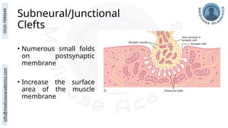 Subneural/Junctional
Clefts
• Numerous small folds
on postsynaptic
membrane
• Increase the surface
area of the muscle
membrane
 
