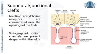 Subneural/Junctional
Clefts
• Nicotinic acetylcholine
receptors are
concentrated near the
openings of the folds
• Voltage-gated sodium
channels are present
deeper within the folds
 