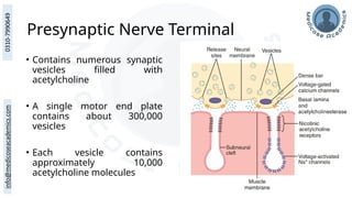 Presynaptic Nerve Terminal
• Contains numerous synaptic
vesicles filled with
acetylcholine
• A single motor end plate
contains about 300,000
vesicles
• Each vesicle contains
approximately 10,000
acetylcholine molecules
 