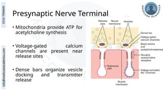 Presynaptic Nerve Terminal
• Mitochondria provide ATP for
acetylcholine synthesis
• Voltage-gated calcium
channels are present near
release sites
• Dense bars organize vesicle
docking and transmitter
release
 