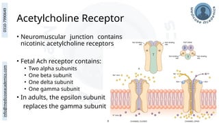 Acetylcholine Receptor
• Neuromuscular junction contains
nicotinic acetylcholine receptors
• Fetal Ach receptor contains:
• Two alpha subunits
• One beta subunit
• One delta subunit
• One gamma subunit
• In adults, the epsilon subunit
replaces the gamma subunit
 