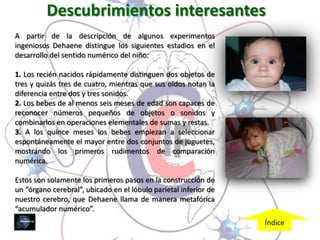 Descubrimientos interesantes
A partir de la descripción de algunos experimentos
ingeniosos Dehaene distingue los siguientes estadios en el
desarrollo del sentido numérico del niño:

1. Los recién nacidos rápidamente distinguen dos objetos de
tres y quizás tres de cuatro, mientras que sus oídos notan la
diferencia entre dos y tres sonidos.
2. Los bebes de al menos seis meses de edad son capaces de
reconocer números pequeños de objetos o sonidos y
combinarlos en operaciones elementales de sumas y restas.
3. A los quince meses los bebes empiezan a seleccionar
espontáneamente el mayor entre dos conjuntos de juguetes,
mostrando los primeros rudimentos de comparación
numérica.

Estos son solamente los primeros pasos en la construcción de
un “órgano cerebral”, ubicado en el lóbulo parietal inferior de
nuestro cerebro, que Dehaene llama de manera metafórica
“acumulador numérico”.
                                                                  Índice
 