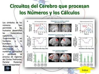 Circuitos del Cerebro que procesan
            los Números y los Cálculos
Los símbolos de los
números            han
permitido     a     los
humanos desarrollar
las      matemáticas
superiores.
 Experimentos        en
humanos       y      no
humanos
demuestran que la
información
numérica (semántica
y     cantidad)      se
procesa en regiones
del Córtex Prefrontal,
Parietal     Posterior,
Sulcus Intraparietal

                                      Índice
 