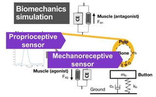 Neuromechanics of a Button Press
Oulasvirta, Kim, & Lee Proc. CHI 2018 bit.do/neuromechanics
Biomechanics
simulation
Noisy...