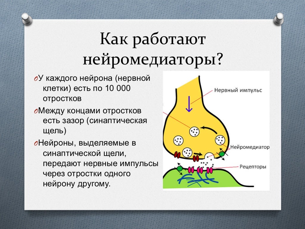 Нейромедиаторы