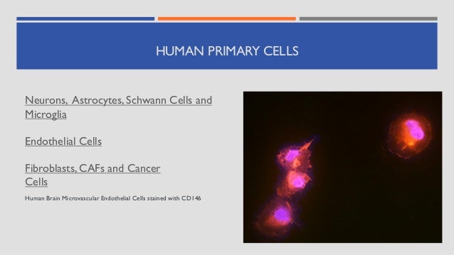 HUMAN PRIMARY CELLS
Neurons, Astrocytes, Schwann Cells and
Microglia
Endothelial Cells
Fibroblasts, CAFs and Cancer
Cells
Human Brain Microvascular Endothelial Cells stained with CD146
 