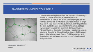 ENGINEERED HYDRO COLLAGELS
Neuromics’ 3-D HUVEC
Model
Our CollaGel Hydrogel matches the softness of the body's
tissues. It can be used to culture neurons in an
environment as soft as the brain, cardiomyocytes on the
stiffness of muscle, or whatever your cells' tissue of origin
may be. In a 3D tissue model, our CollaGel Hydrogel helps
the cells build stronger basement membranes. Collagel
Hyrogels can be used for: Stem Cell Behavior Studies
Fibrosis Studies, Cosmetic Toxicology, Hepatocyte Assays,
Neuronal Branching, Wound Healing Assays, Cell Invasion
Assays, Migration Assays, Cancer Cell Phenotyping and
Bioprinting. https://www.neuromics.com/3-d-cell-based-
assay-solutions
 