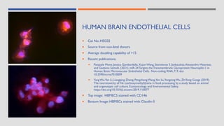 HUMAN BRAIN ENDOTHELIAL CELLS
 Cat No. HEC02
 Source from non-fetal donors
 Average doubling capability of >15
 Recent publications:
 Pasquale Mone, Jessica Gambardella, Xujun Wang, Stanislovas S. Jankauskas,Alessandro Matarese,
and Gaetano Santulli. (2021). miR-24 Targets the Transmembrane Glycoprotein Neuropilin-1 in
Human Brain Microvascular Endothelial Cells. Non-coding RNA, 7, 9. doi:
10.3390/ncrna7010009
 YangWu,Yan Li, Liangqing Zheng, PengchengWang,Yan liu,YongningWu, ZhiYong Gonga (2019).
The neurotoxicity of Nε-(carboxymethyl)lysine in food processing by a study based on animal
and organotypic cell culture. Ecotoxicology and Environmental Safety.
https://doi.org/10.1016/j.ecoenv.2019.110077
 Top image: HBMECS stained with CD146
 Bottom Image: HBMECs stained with Claudin-5
 